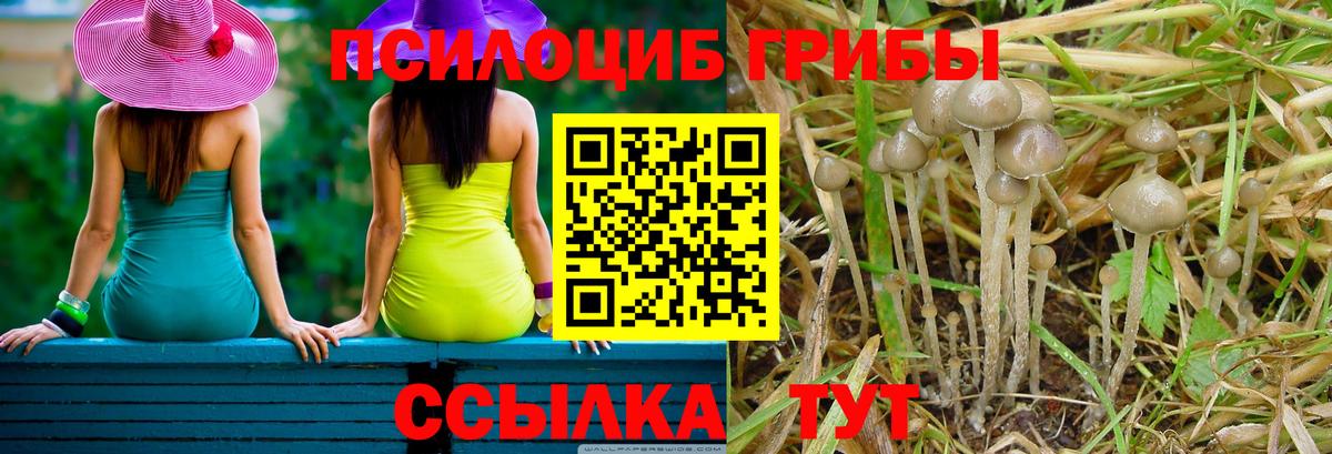Псилоцибиновые грибы Psilocybe Новоалтайск